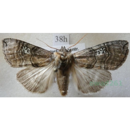 Tethea ocularis (Linnaeus, 1767) Falica oczenica Czech38h